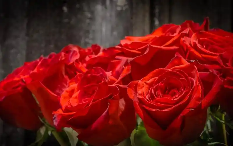 玫瑰花朵特写,花束 壁纸