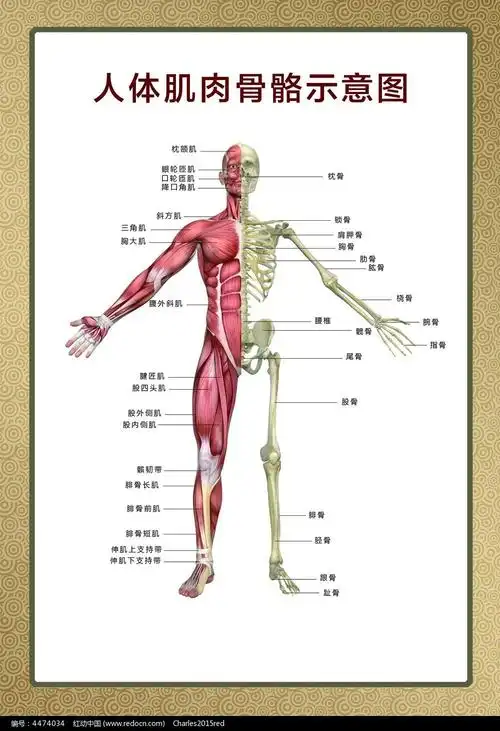 我们的身体大揭秘