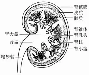 肾脏的结构