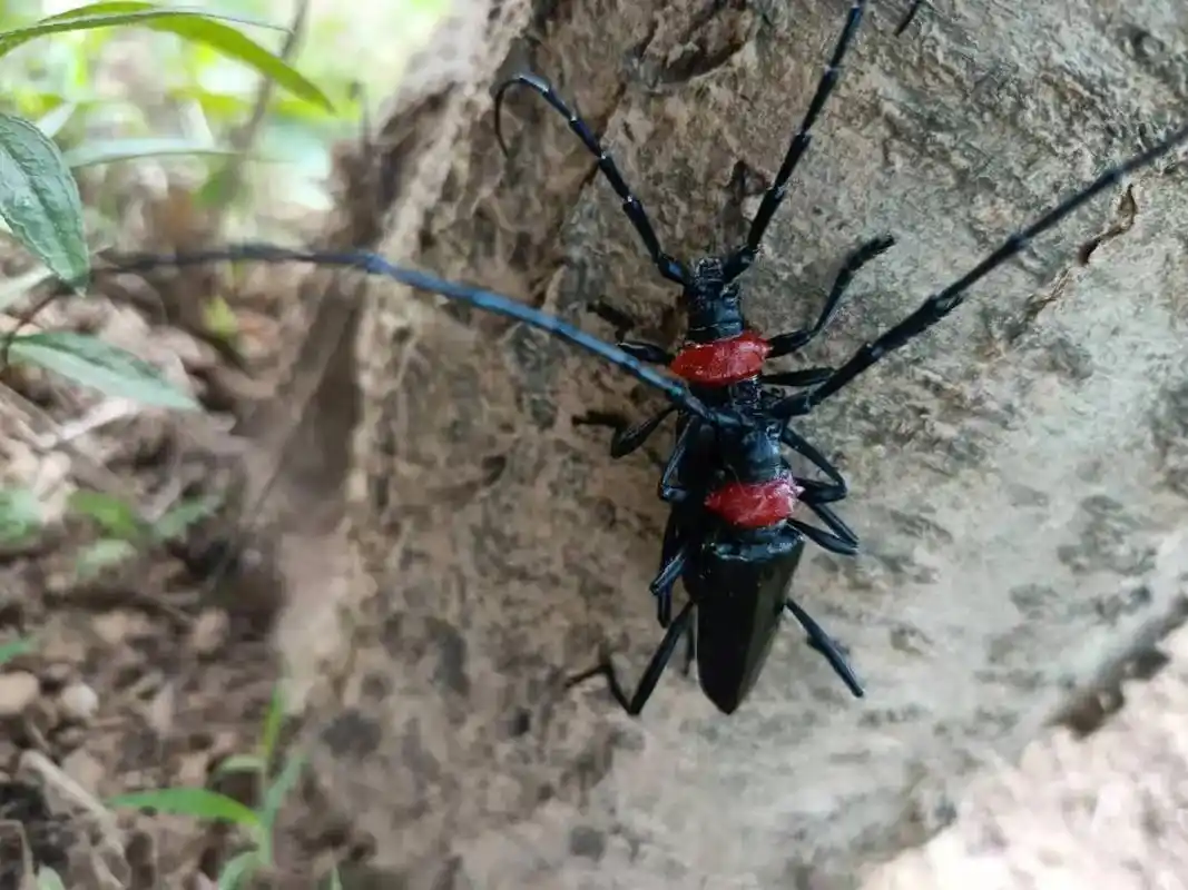 新天牛,对于昆虫研究者来说这是难得的图片资料!