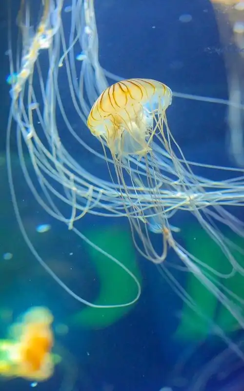 梦幻海洋生物水母