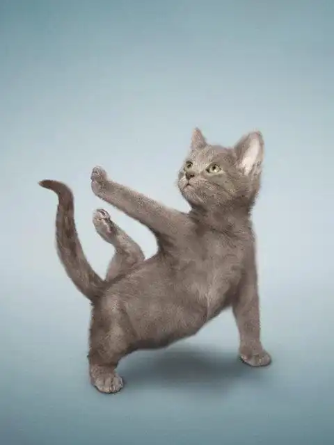 喵星人瑜伽爆笑手机壁纸