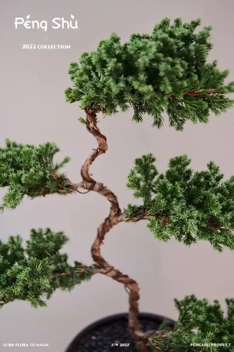 迎客松盆景98.不知道送什么,不如送颗植物吧  迎客松造型奇 - 抖音