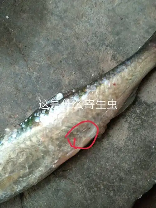这是水库里钓起来的鱼,鱼身上钉着这种寄生虫,在白条身上发现的,求