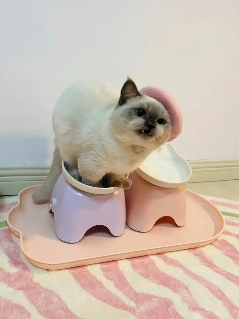 猫咪的抗议  我养了一只非常可爱的英短重点色暹罗猫,取名小介.