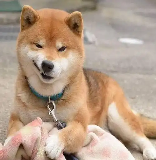 拥有网红潜质的柴犬,"小土狗"却是日本国宝