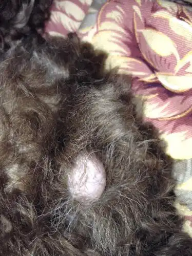 我家是只公狗狗 ,他屁股下面张了这样一坨圆圆的类似肉坨坨的东西