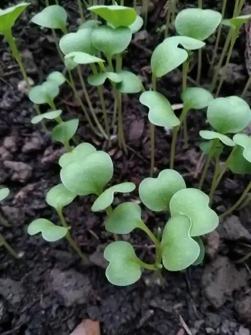 鸡毛菜第八天,2017.6.27