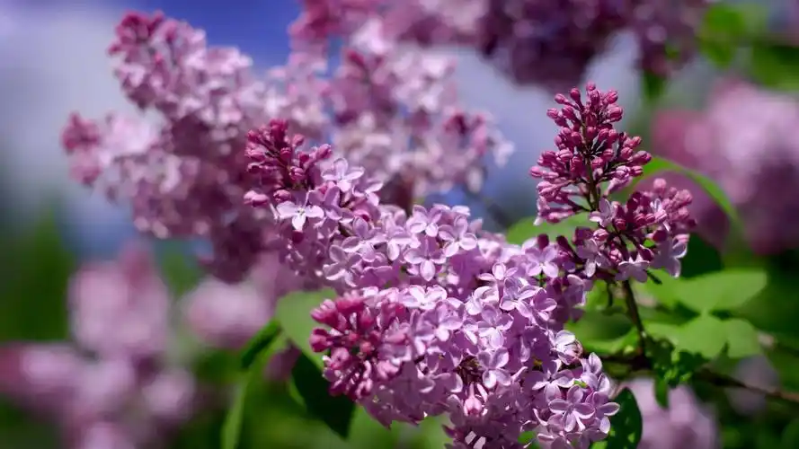 原图你的电脑分辨率(1600x1600)→生成壁纸显示:√欣赏模式全屏模式