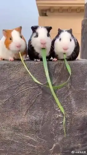 8 关注 28042 粉丝 24874 微博 知名娱乐博主 4 毕业于 北京大学 3