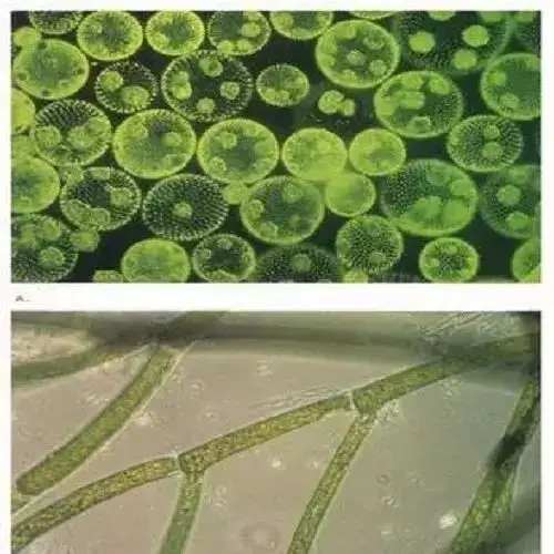 微生物与土壤有机质之间的关系