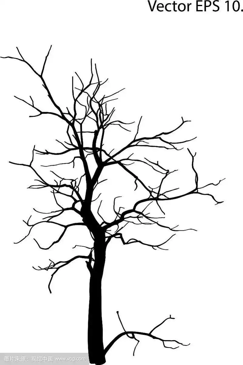 没有叶子的枯树草图