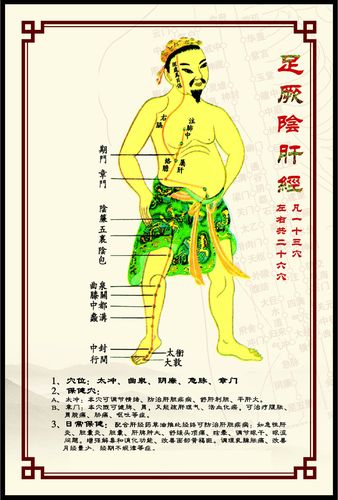 海报印制展板338素材37人体穴位经络图足厥阴肝经
