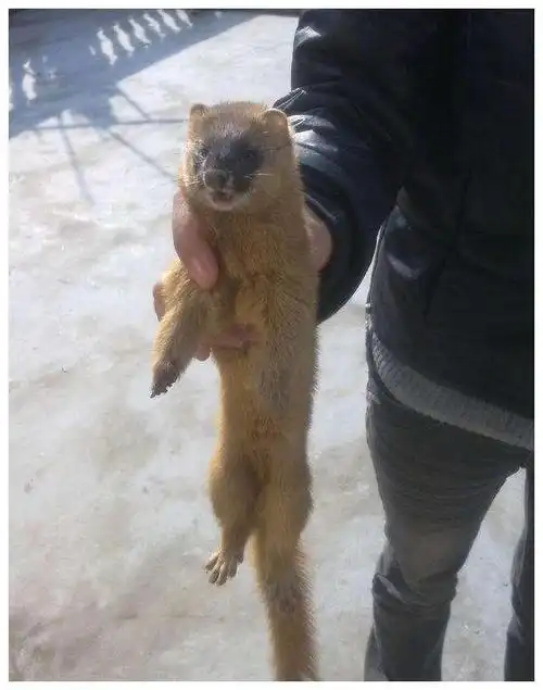 黄鼠狼最喜欢吃什么它的天敌是谁