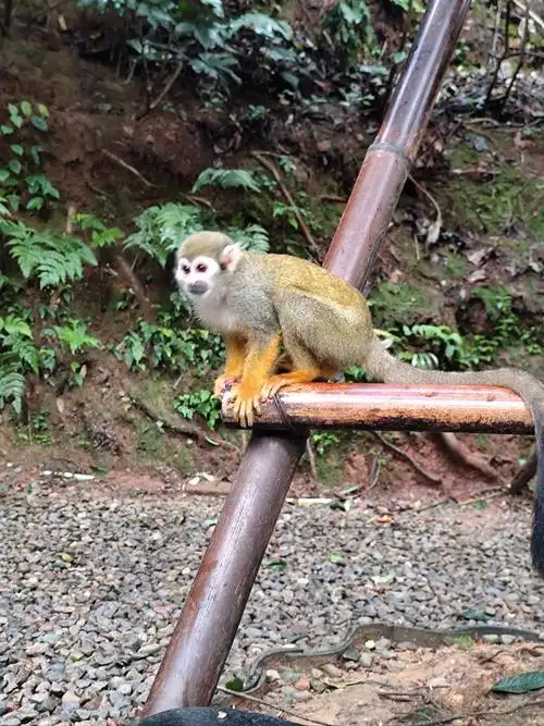 猴子成精#神奇动物#动物园承载了一天的快乐#自驾去玩动物园#那些可爱