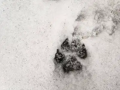 雪上的爪子印,狗和狼的爪子,照片