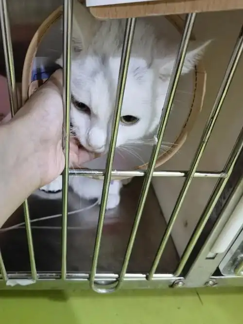 猫咪疑似干性传腹医生让剖腹判断