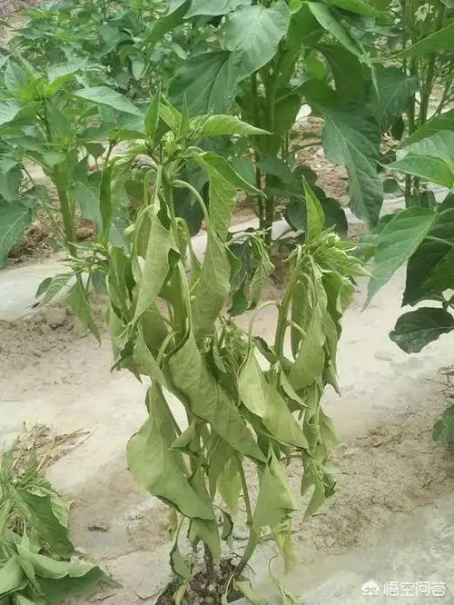 辣椒疫病是绝症吗?_生活常识_小高教学网