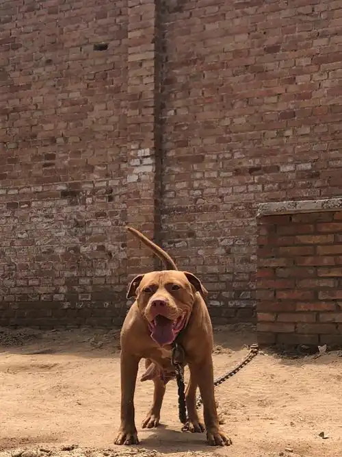 巨比母 - 综合竞技犬交易 - 猛犬俱乐部-中国具有影响力的猛犬网站