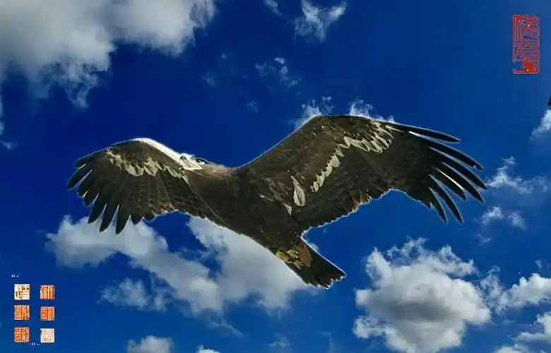 蓝天白云下的雄鹰