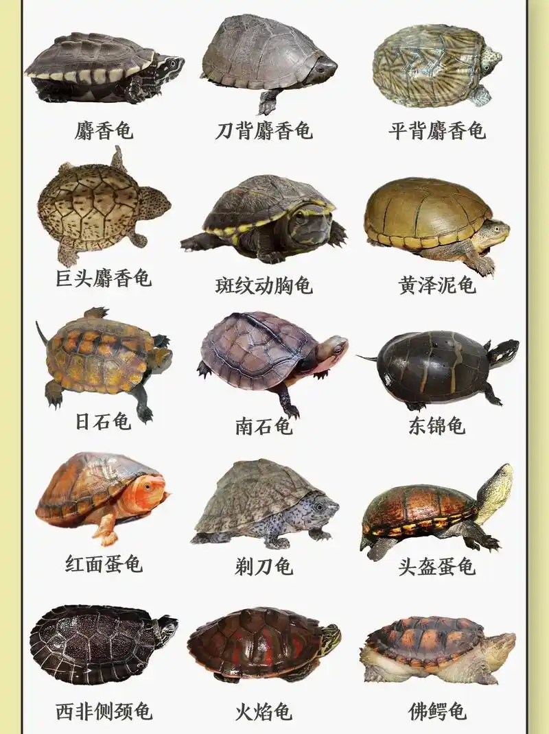 3-6岁乌龟图片 - 抖音