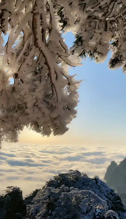 今天早上的黄山雾凇