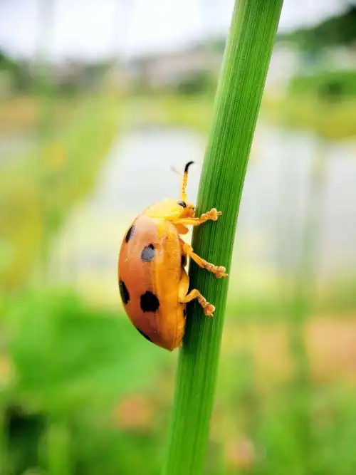 这才是真正的七星瓢虫拇指大个的