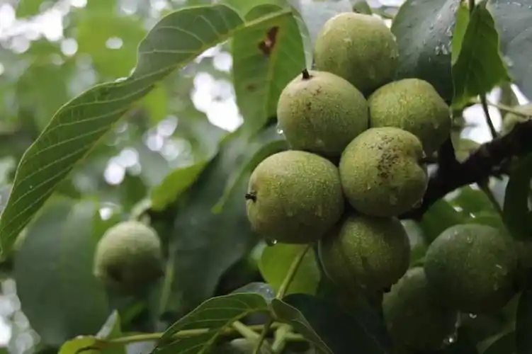 寻找失落的远古植物翅果油树