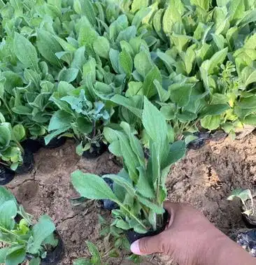 金光菊种植基地出售金光菊幼苗产地直供量大优惠欢迎订购