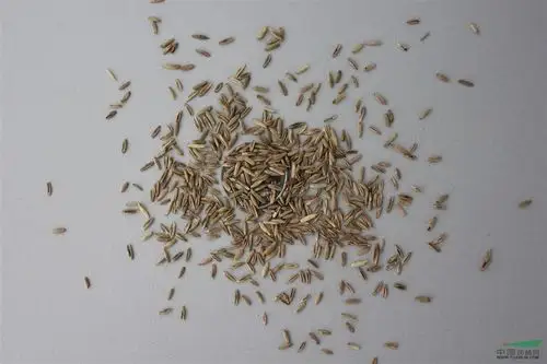 批发:黑麦草种子,黑麦草种子价格,黑麦草种子批发价格,黑麦草