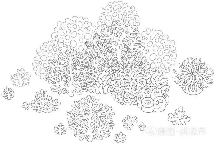 热带珊瑚在礁石上