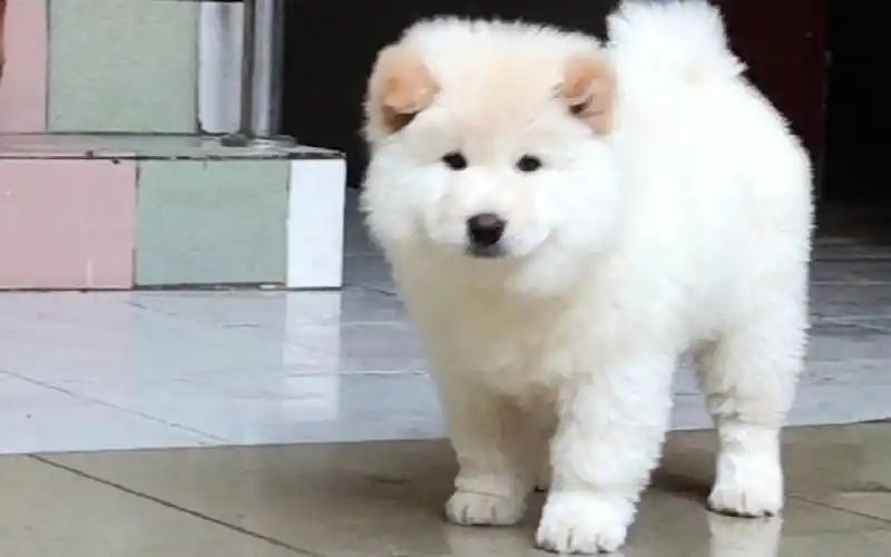 自家狗狗繁殖的广西土猎犬,土松犬,有喜欢的朋友吗