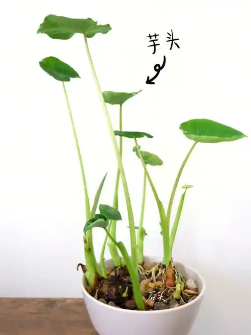 为了看芋头叶吐水加石头拯救了水培烂芋头