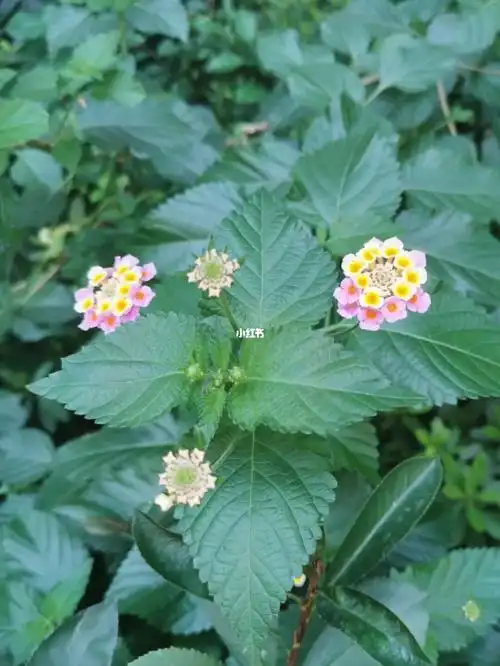 两种颜色的9494—马缨丹