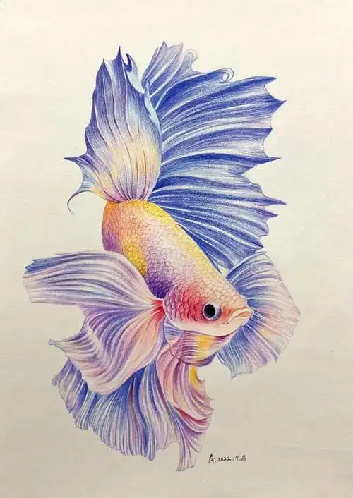 彩铅画鱼