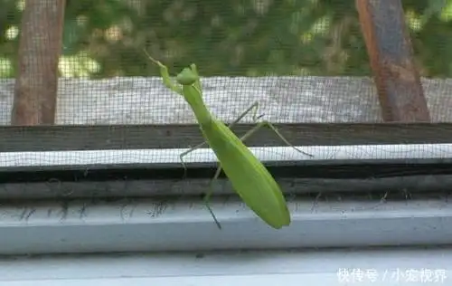 女子是一名螳螂爱好者,所以在家中养了一只螳螂,每天都会记录它的成长