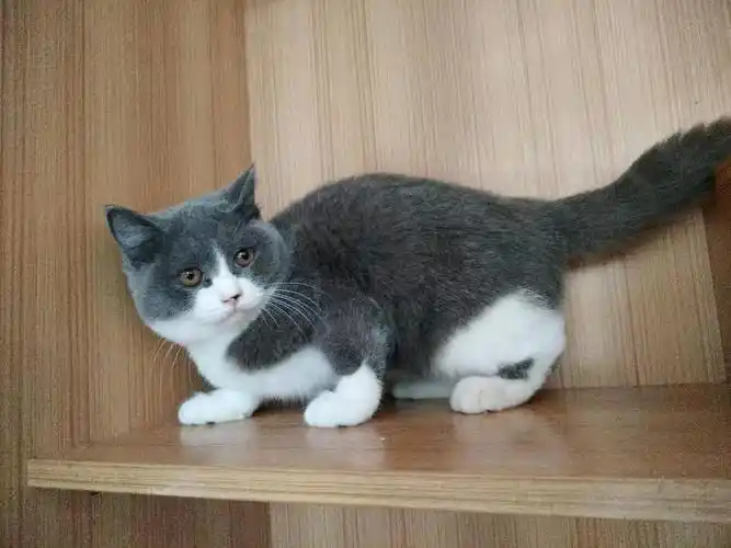 深圳英短蓝白猫找新家(已去新家)