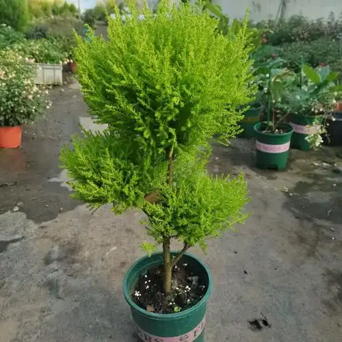 香松树苗净化空气盆景常绿四季室内甲醛圣诞树盆栽绿植