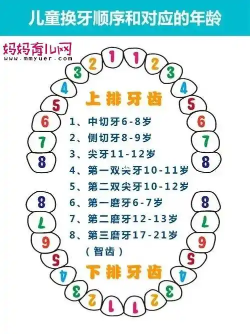 儿童换牙顺序图及注意事项恒牙只有28颗正常吗