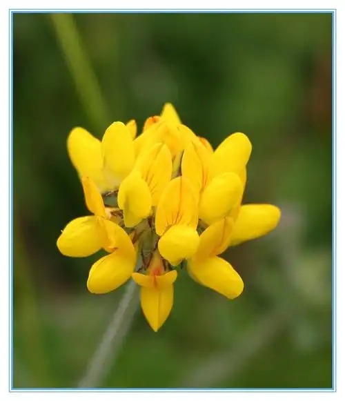 百花园(176)——牛角花