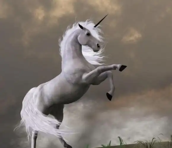 独角兽正统神话(美丽神话中的独角兽真实存在)(1)