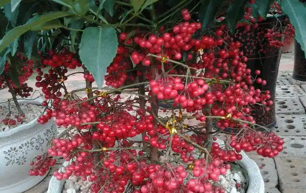 冬季观果植物大集锦一个更比一个美