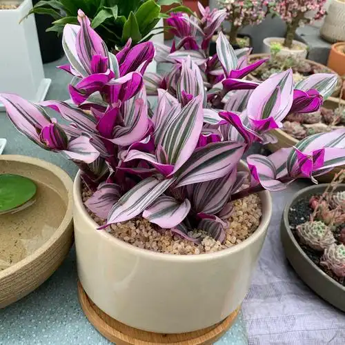 油画婚礼吊兰兰锦盆栽紫露草锦荷兰进口绿植绿植