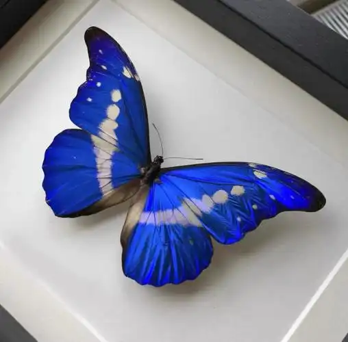 尊贵而优雅的光明女神闪蝶