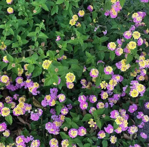 庭院常用观花植物马缨丹五色梅