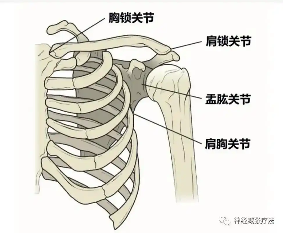 肩痛常用处理总结 (1)常规肩痛: 喙突的内上方 外