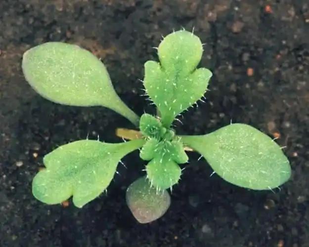 虞美人种植时间和方法(教你养盆开花灿烂虞美人)