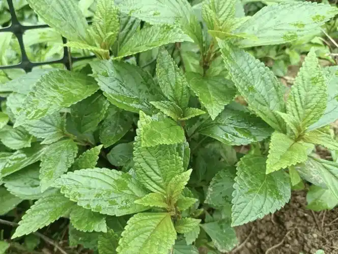 俗称"养肝草",农村溪边有不少,识货的人就养它,如今十分珍贵_植物