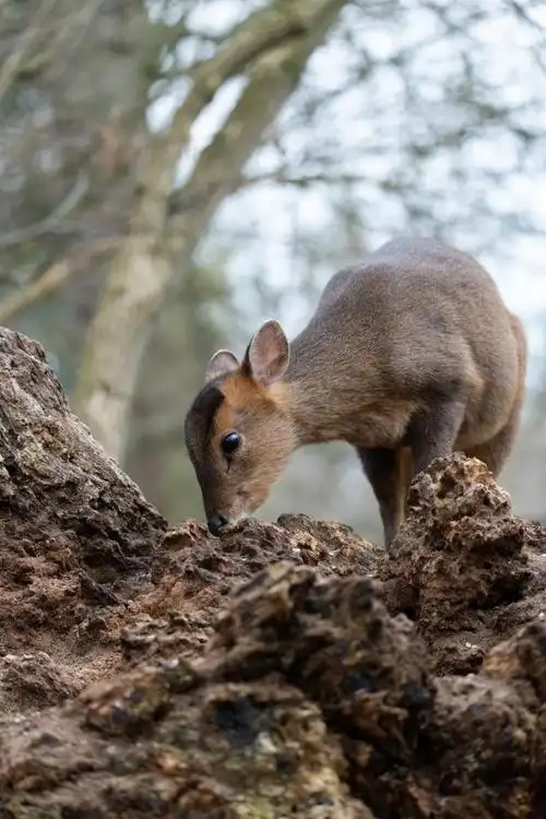 全世界体型最大的麂类之一麂鹿