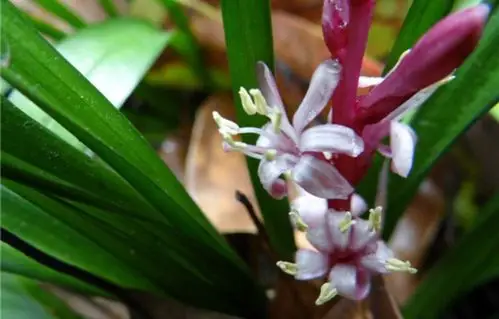 植物百科吉祥草